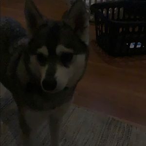 Meet your Posher, Eli